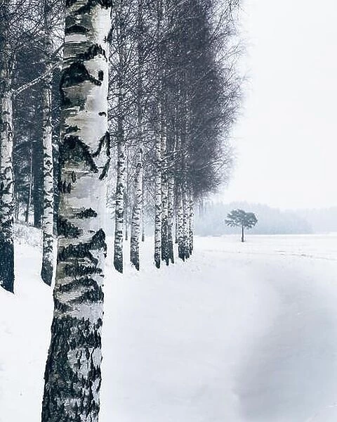 Winter landscape with birch trees and snow at day time in Finland