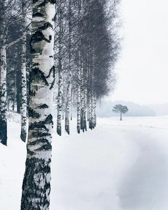 Framed Print : Winter landscape with birch trees and snow at day time in Finland Framed Print : Winter landscape with birch trees and snow at day time in Finland
