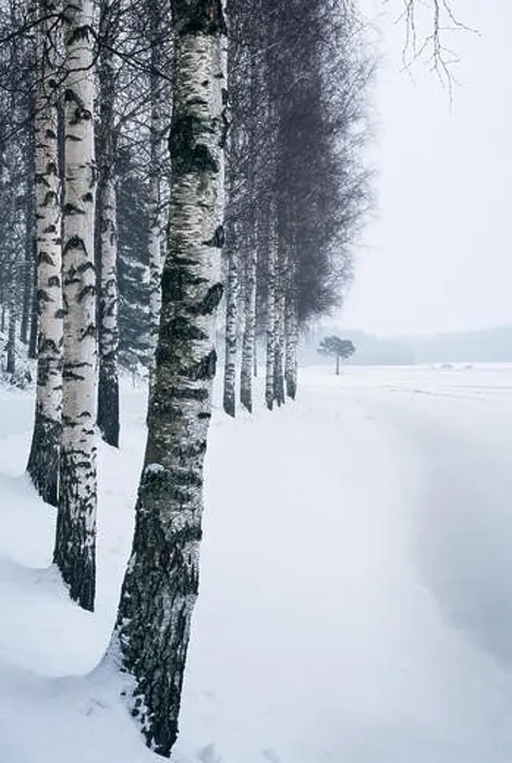 Framed Print : Winter landscape with birch trees and snow at day time in Finland Framed Print : Winter landscape with birch trees and snow at day time in Finland