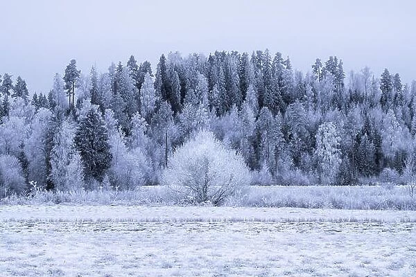 Winter landscape with frosty trees and snow at day time in Finland