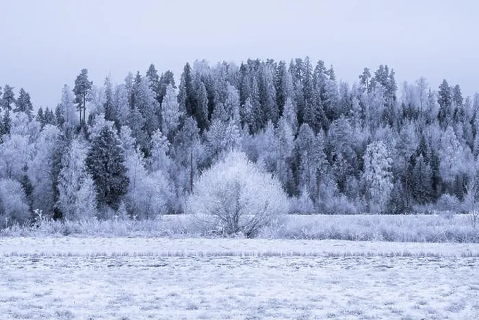 Framed Print : Winter landscape with frosty trees and snow at day time in Finland Framed Print : Winter landscape with frosty trees and snow at day time in Finland