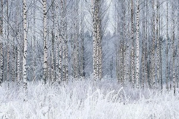 Winter landscape with snowy birch trees in the park. Blizzard in the winter park