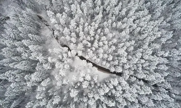 Framed Print : Winter path in forest above top drone view. Cold weather theme Framed Print : Winter path in forest above top drone view. Cold weather theme