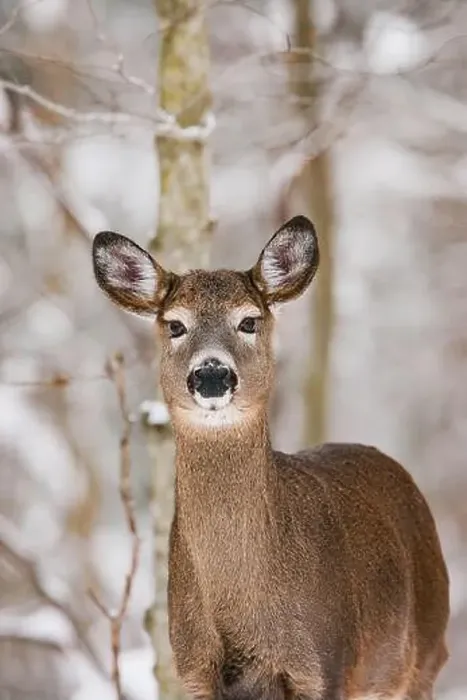 Framed Print : Winter portrait of a white-tailed deer in its environment Framed Print : Winter portrait of a white-tailed deer in its environment