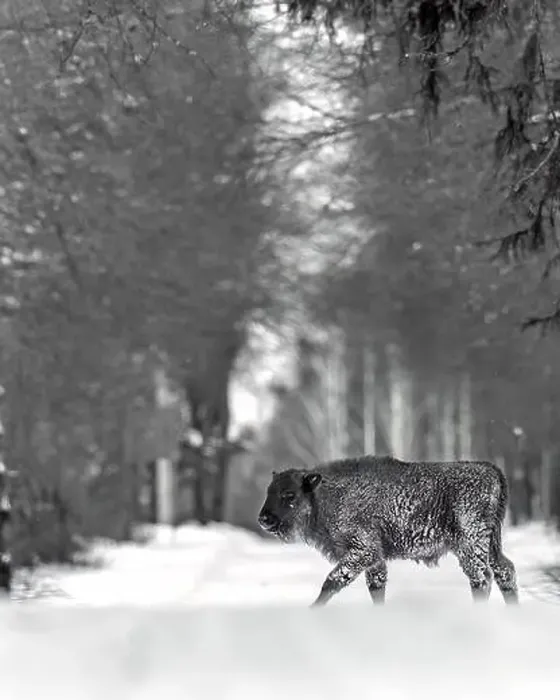 Framed Print : A winter scene with a bison calf in a snowy field in Poland Framed Print : A winter scene with a bison calf in a snowy field in Poland