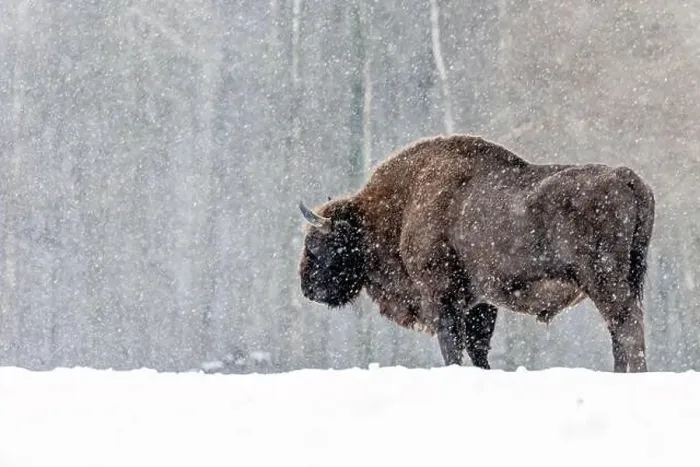 Framed Print : A winter scene with a bison in a snowy field in Poland Framed Print : A winter scene with a bison in a snowy field in Poland