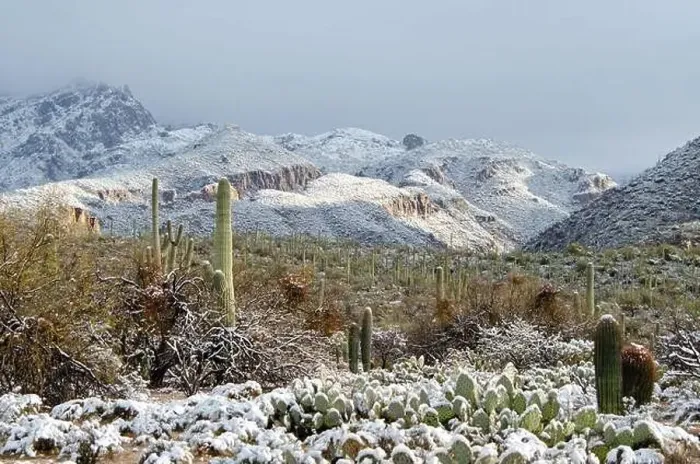 Framed Print : Winter snow in the sonoran desert Framed Print : Winter snow in the sonoran desert