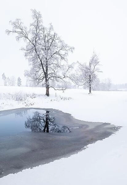 Winter trees on the river at daytime. Landscape with snowy trees, beautiful frozen river with reflection in water. Seasonal. Winter trees, lake and wh