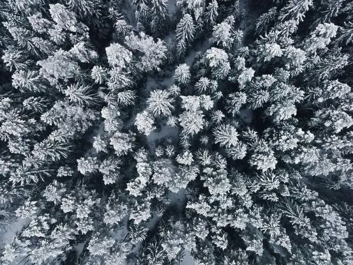 Framed Print : Winter wonderland forest aerial view