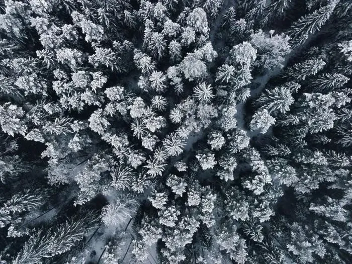 Framed Print : Winter wonderland forest aerial view Framed Print : Winter wonderland forest aerial view