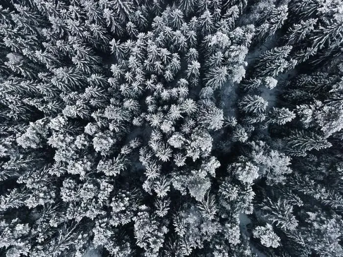 Framed Print : Winter wonderland forest aerial view Framed Print : Winter wonderland forest aerial view