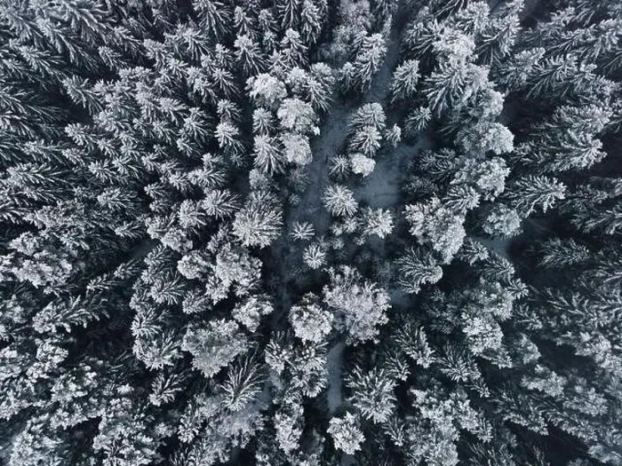 Framed Print : Winter wonderland forest aerial view Framed Print : Winter wonderland forest aerial view