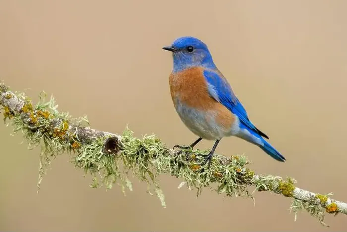 Framed Print : Wintering adult male Western Bluebird (Sialia mexicana) in Santa Barbara County, California, USA Framed Print : Wintering adult male Western Bluebird (Sialia mexicana) in Santa Barbara County, California, USA