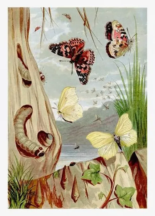 Framed Print : Wintertime. PaintedLady Butterfly and Sulphur Butterfly Framed Print : Wintertime. PaintedLady Butterfly and Sulphur Butterfly