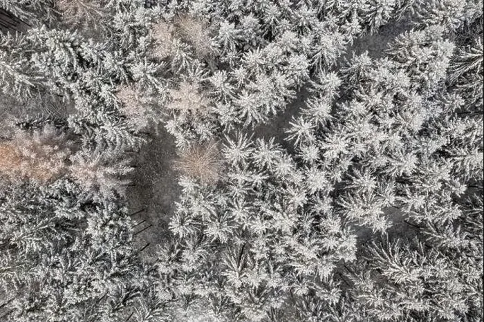 Framed Print : Wintry conifer trees from an aerial top-down shot, authentic winter background Framed Print : Wintry conifer trees from an aerial top-down shot, authentic winter background