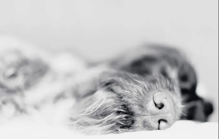 Framed Print : Wire-haired pointer asleep, focus on nose, black and white photo Framed Print : Wire-haired pointer asleep, focus on nose, black and white photo
