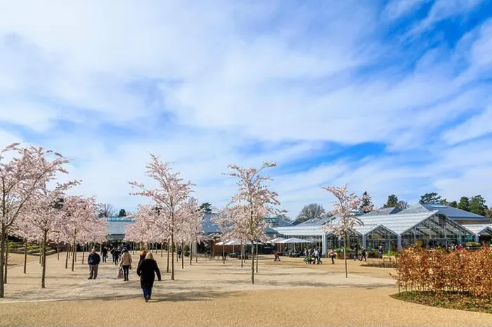 Framed Print : Wisley closed: visitors enjoy white Yoshino trees flowering at the entrance to RHS Garden Framed Print : Wisley closed: visitors enjoy white Yoshino trees flowering at the entrance to RHS Garden