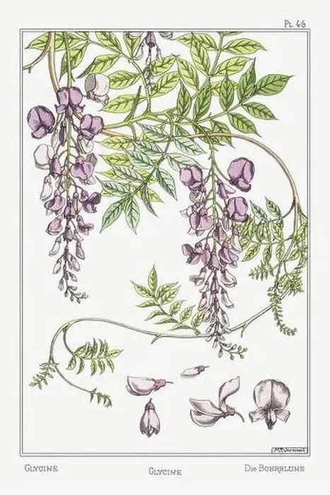 Framed Print : Wisteria. Botanical art illustrated by Maurice Pillard Verneuil (1896) Framed Print : Wisteria. Botanical art illustrated by Maurice Pillard Verneuil (1896)