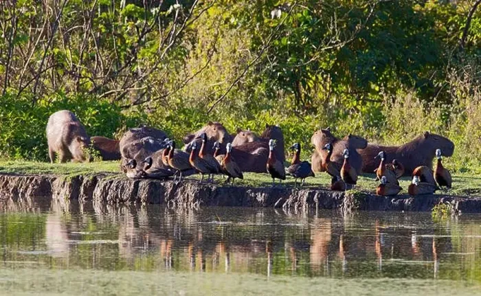 Framed Print : Witwangfluiteend en Capibara, White-faced Whistling-Duck and Capybara