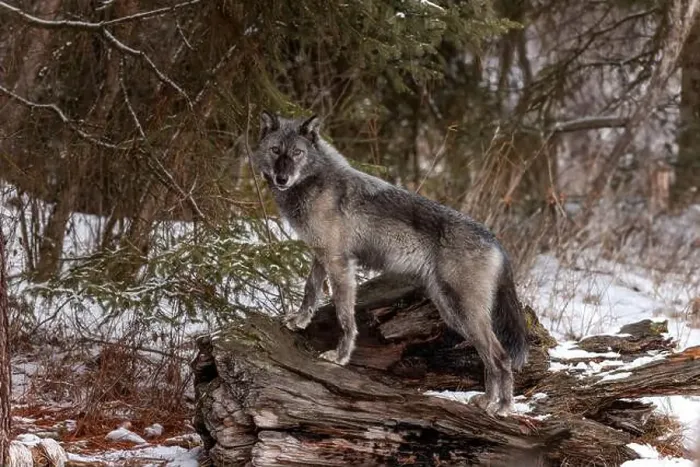 Framed Print : The wolf also known as the gray wolf or grey wolf, is a large canine native to Eurasia and North America Framed Print : The wolf also known as the gray wolf or grey wolf, is a large canine native to Eurasia and North America