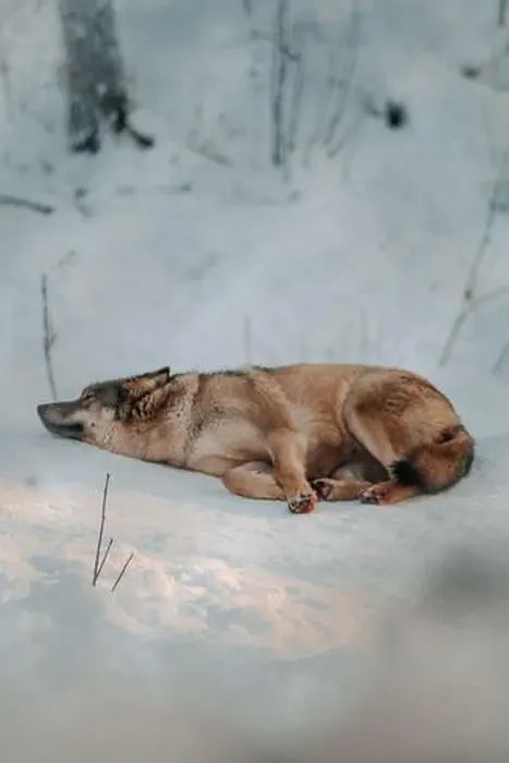 Framed Print : Wolf lying in snow in enclosure in wildlife park in Ranua, Lapland Framed Print : Wolf lying in snow in enclosure in wildlife park in Ranua, Lapland