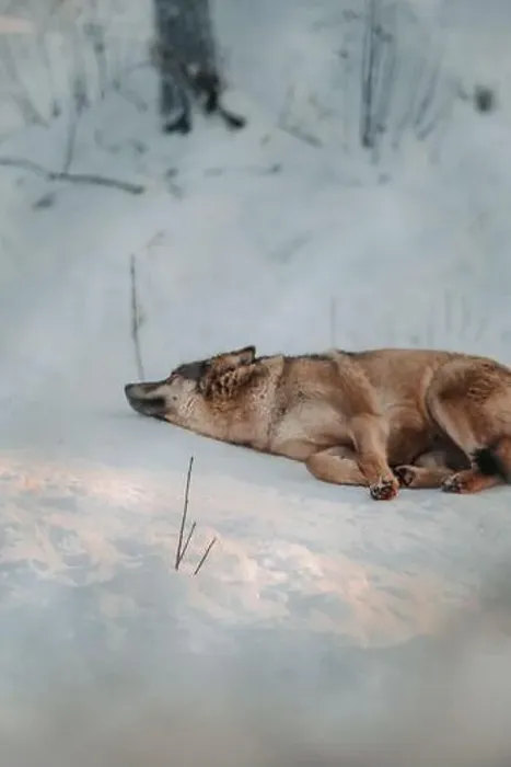Framed Print : Wolf lying in the snow in wildlife park in Ranua, Lapland Framed Print : Wolf lying in the snow in wildlife park in Ranua, Lapland