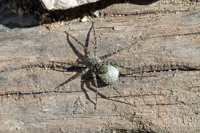 Framed Print : Wolf spider with egg sac Framed Print : Wolf spider with egg sac