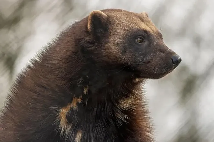 Framed Print : Wolverine Framed Print : Wolverine