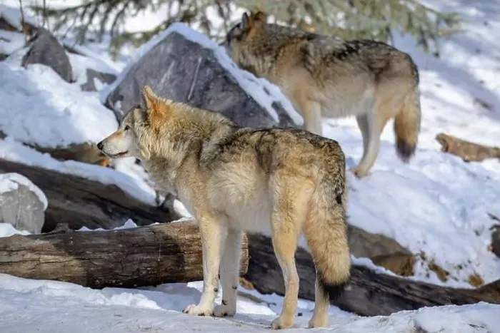 Framed Print : Two wolves stand in a snowy forest, showcasing their wild beauty and natural behavior Framed Print : Two wolves stand in a snowy forest, showcasing their wild beauty and natural behavior