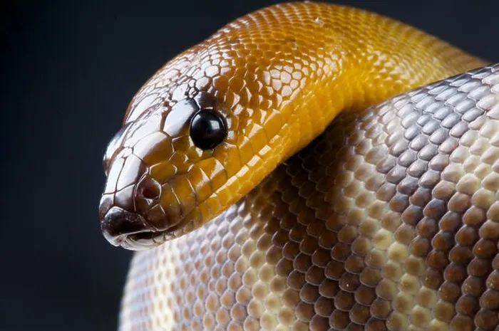 Framed Print : Woma python / Aspidites ramsayi Framed Print : Woma python / Aspidites ramsayi