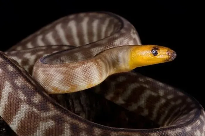 Framed Print : Woma python (Aspidites ramsayi) Framed Print : Woma python (Aspidites ramsayi)