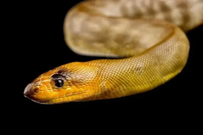 Framed Print : Woma python (Aspirines ramsayi) Framed Print : Woma python (Aspirines ramsayi)