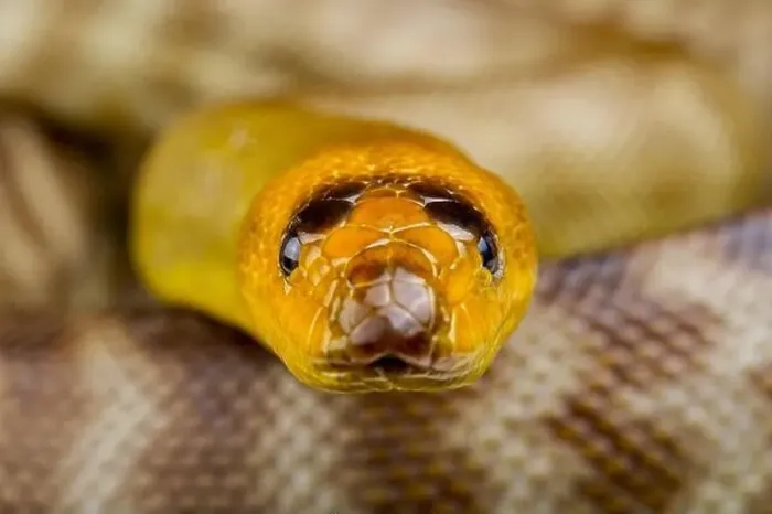 Framed Print : Woma python (Aspirines ramsayi) Framed Print : Woma python (Aspirines ramsayi)