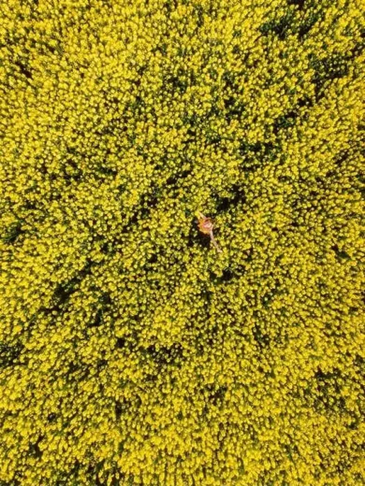 Framed Print : Woman in blooming rapeseed field. Yellow flowers and happy woman Framed Print : Woman in blooming rapeseed field. Yellow flowers and happy woman