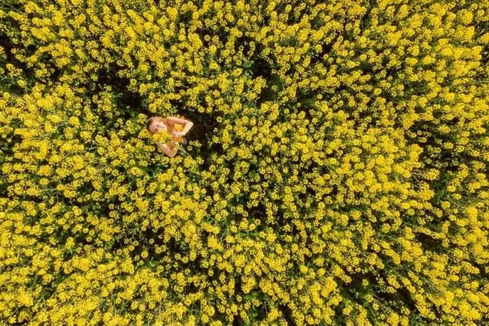 Framed Print : Woman in blooming rapeseed field. Yellow flowers and happy woman Framed Print : Woman in blooming rapeseed field. Yellow flowers and happy woman