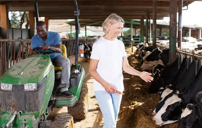 Framed Print : Woman farmer standing near cow and man sitting at car at the cowhouse Framed Print : Woman farmer standing near cow and man sitting at car at the cowhouse