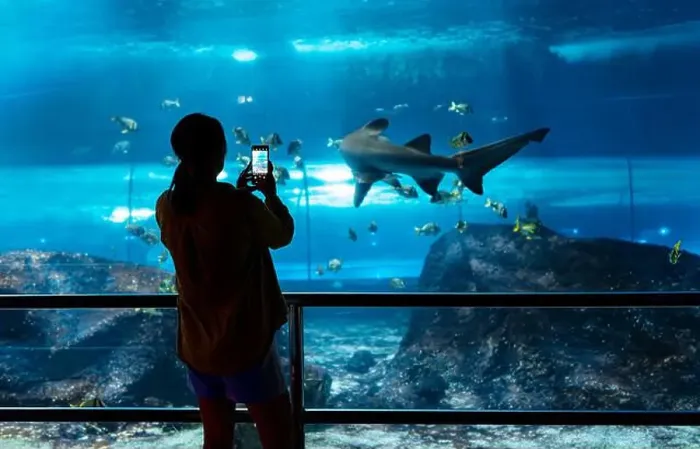 Framed Print : Woman recording video or photographing shark in huge aquarium Framed Print : Woman recording video or photographing shark in huge aquarium