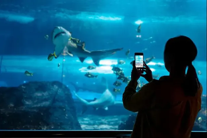 Framed Print : Woman recording video or photographing shark in huge aquarium