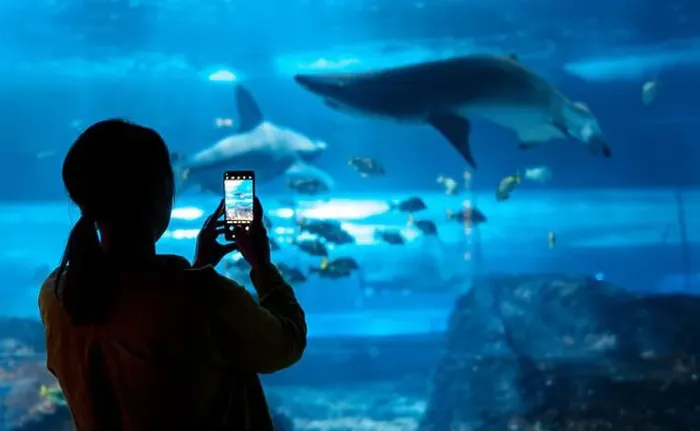 Framed Print : Woman recording video or photographing shark in huge aquarium Framed Print : Woman recording video or photographing shark in huge aquarium