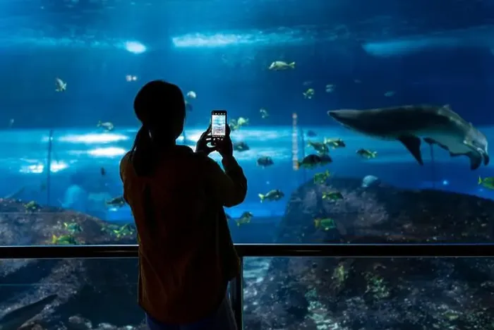 Framed Print : Woman recording video or photographing shark in huge aquarium Framed Print : Woman recording video or photographing shark in huge aquarium