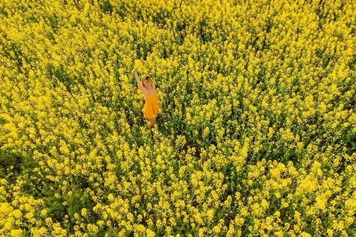 Framed Print : Woman in yellow dress at blooming rapeseed field. Bright yellow flowers and happy woman Framed Print : Woman in yellow dress at blooming rapeseed field. Bright yellow flowers and happy woman