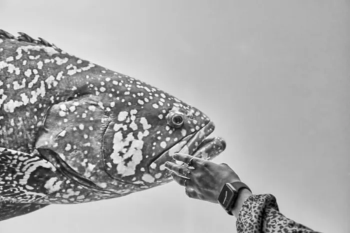 Framed Print : Womans hand reaching towards head of large fish with wide mouth Framed Print : Womans hand reaching towards head of large fish with wide mouth