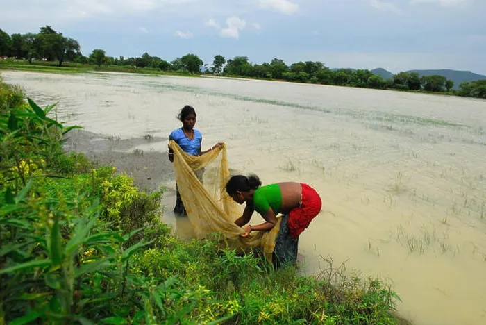 Framed Print : women catching fish, Ho tribe, tribal people, Chakradharpur, West Singhbhum, Jharkhand, India, Asia