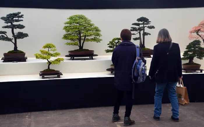 Framed Print : Two Women Looking at Bonsai Trees on Display in the Plant Pavilion at the Harrogate Spring Flower Show. Yorkshire UK Framed Print : Two Women Looking at Bonsai Trees on Display in the Plant Pavilion at the Harrogate Spring Flower Show. Yorkshire UK