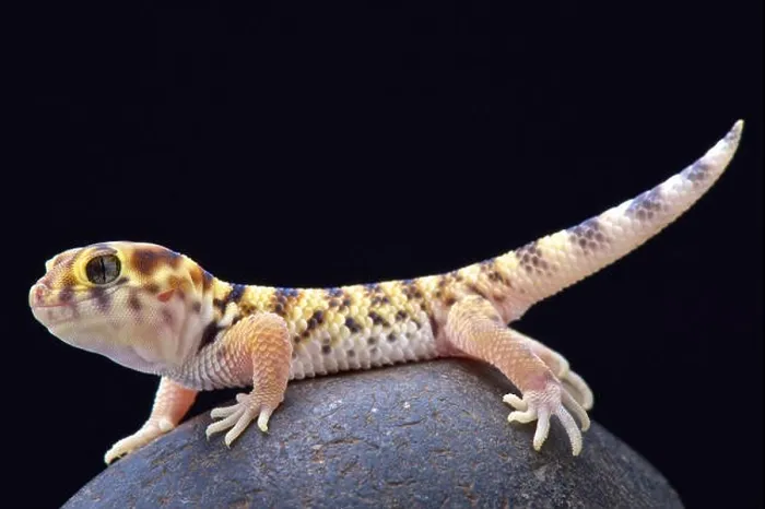 Framed Print : Wonder gecko (Teratoscincus scincus) Framed Print : Wonder gecko (Teratoscincus scincus)