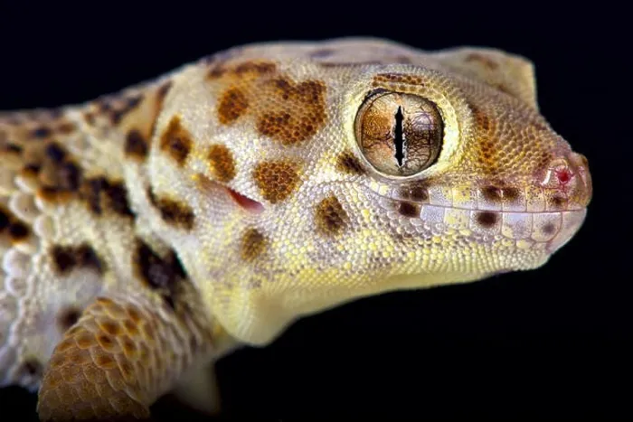 Framed Print : Wonder gecko (Teratoscincus scincus) Framed Print : Wonder gecko (Teratoscincus scincus)