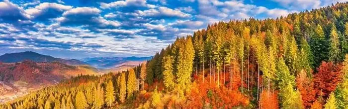 Framed Print : A wonderful autumn landscape. Multicolored conifers and deciduous trees Framed Print : A wonderful autumn landscape. Multicolored conifers and deciduous trees