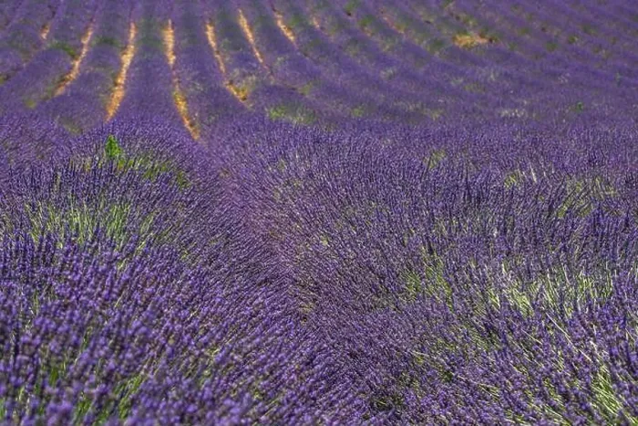 Framed Print : Wonderful scenery, amazing summer landscape of blooming lavender flowers, peaceful view, agriculture scenic. Beautiful nature background, inspiration Framed Print : Wonderful scenery, amazing summer landscape of blooming lavender flowers, peaceful view, agriculture scenic. Beautiful nature background, inspiration