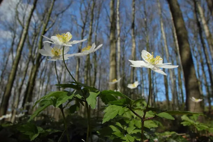 Framed Print : Wood anemones (anemone nemorosa) flower on the floor of an ancient Derbyshire woodland on a sunny spring day Framed Print : Wood anemones (anemone nemorosa) flower on the floor of an ancient Derbyshire woodland on a sunny spring day