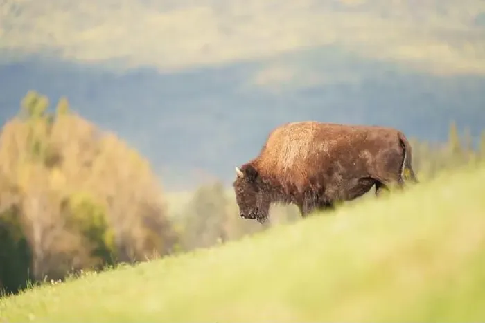 Framed Print : Wood Bison Grazing on Grassy Roadside in Scenic Natural Landscap Framed Print : Wood Bison Grazing on Grassy Roadside in Scenic Natural Landscap